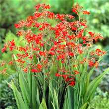 Crocosmia - Erika: 20 corms