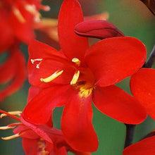 Crocosmia - Erika: 20 corms