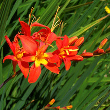 Crocosmia - Jochem: 20 corms