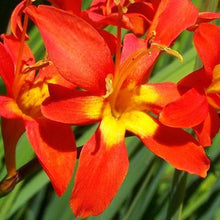 Crocosmia - Jochem: 20 corms
