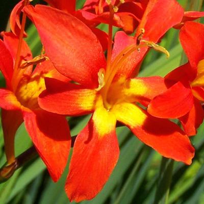 Crocosmia - Jochem: 20 corms