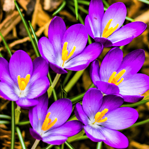 Crocus - Flower Record: 20 Bulbs