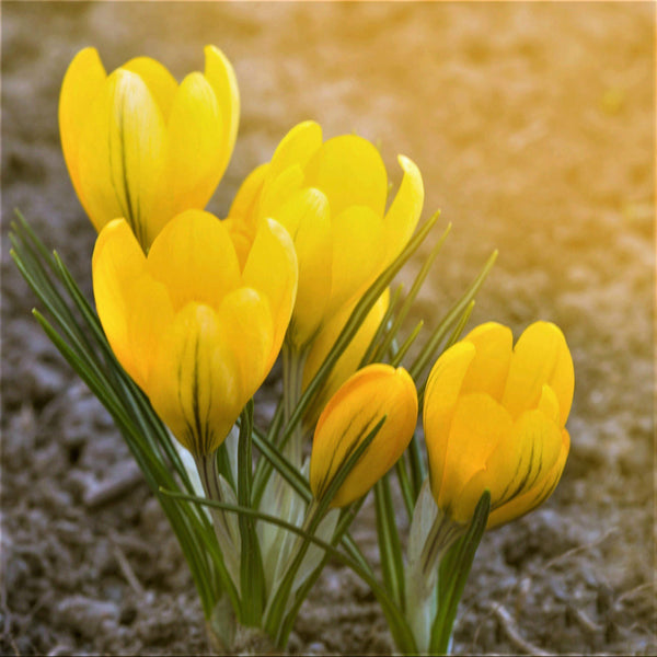 Crocus - Goldilocks: 20 Bulbs