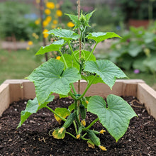 Cucumber Snack Size Seed
