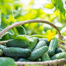 Cucumber Snack Size Seed