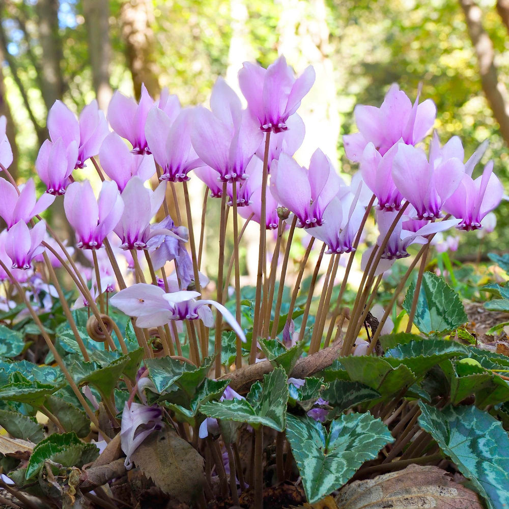 Cyclamen - Hederifolium (Hardy): 3 Bulbs