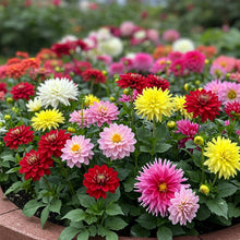 Dahlia Dwarf Mix Seed