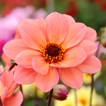 Dahlia - Poeme: 3 divisions (multiple tubers per division)
