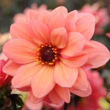 Dahlia - Poeme: 3 divisions (multiple tubers per division)