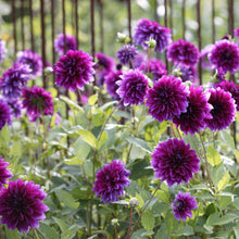 Dahlia - Thomas Edison: 3 divisions (multiple tubers per division)