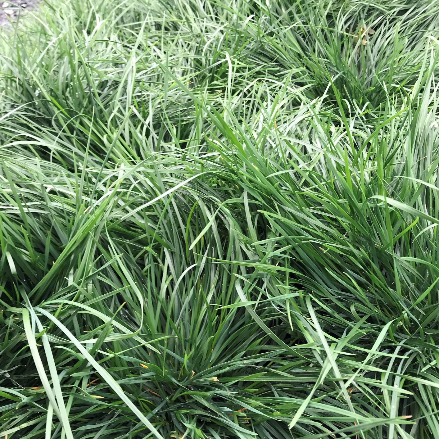 Deschampsia sp. Goldtau 1G