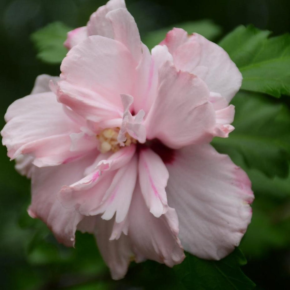 Double Pink Rose of Sharon Tree