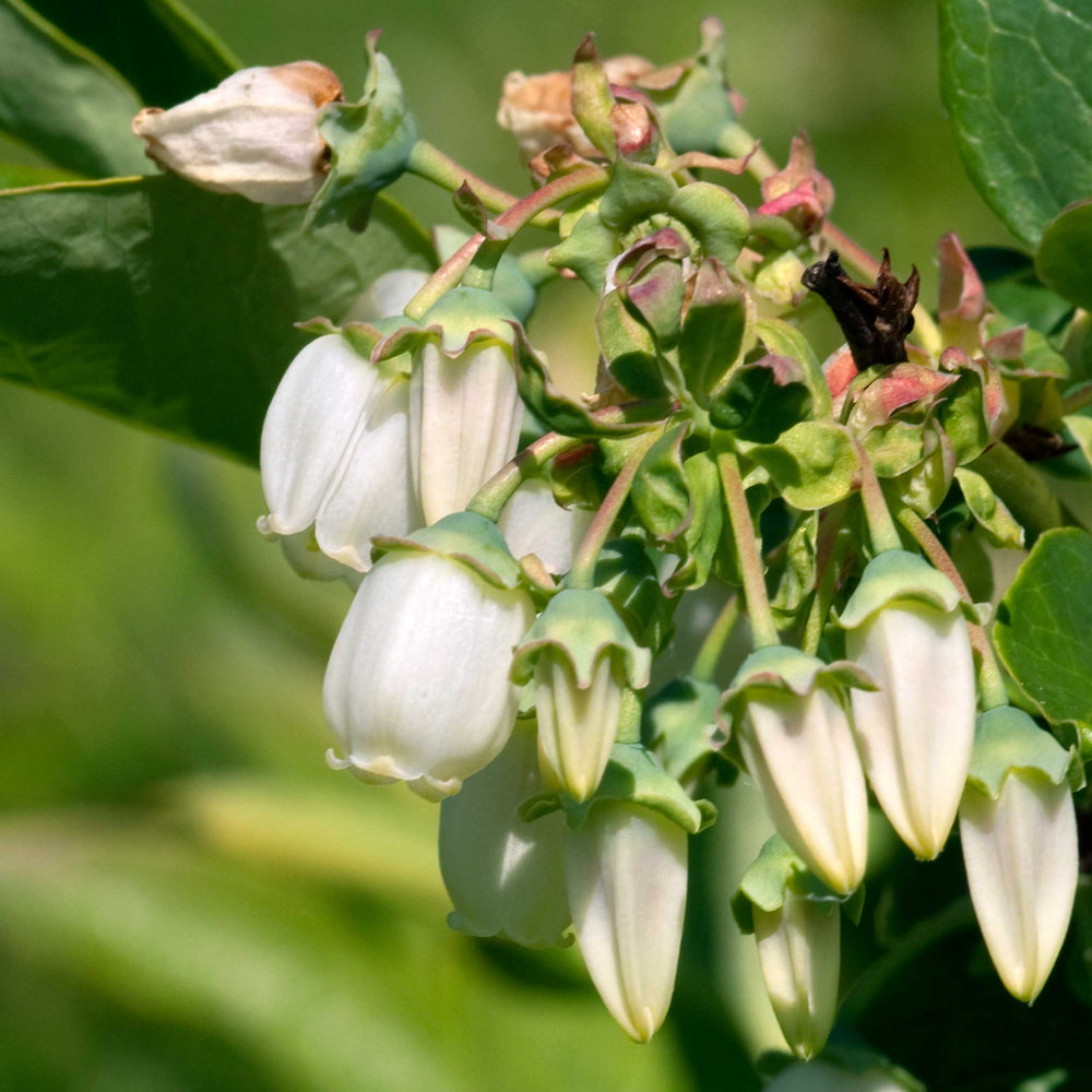 Duke Blueberry