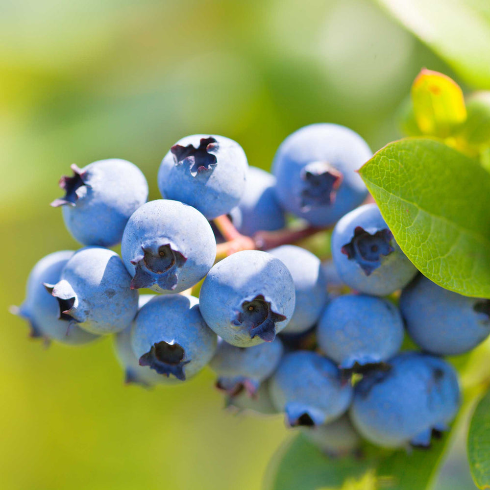 Duke Blueberry