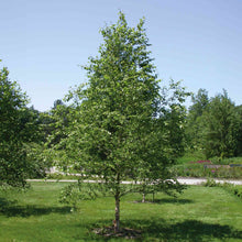 Dura Heat® Birch Tree