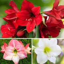 Amaryllis - Holiday Cheer Collection: 3 Bulbs