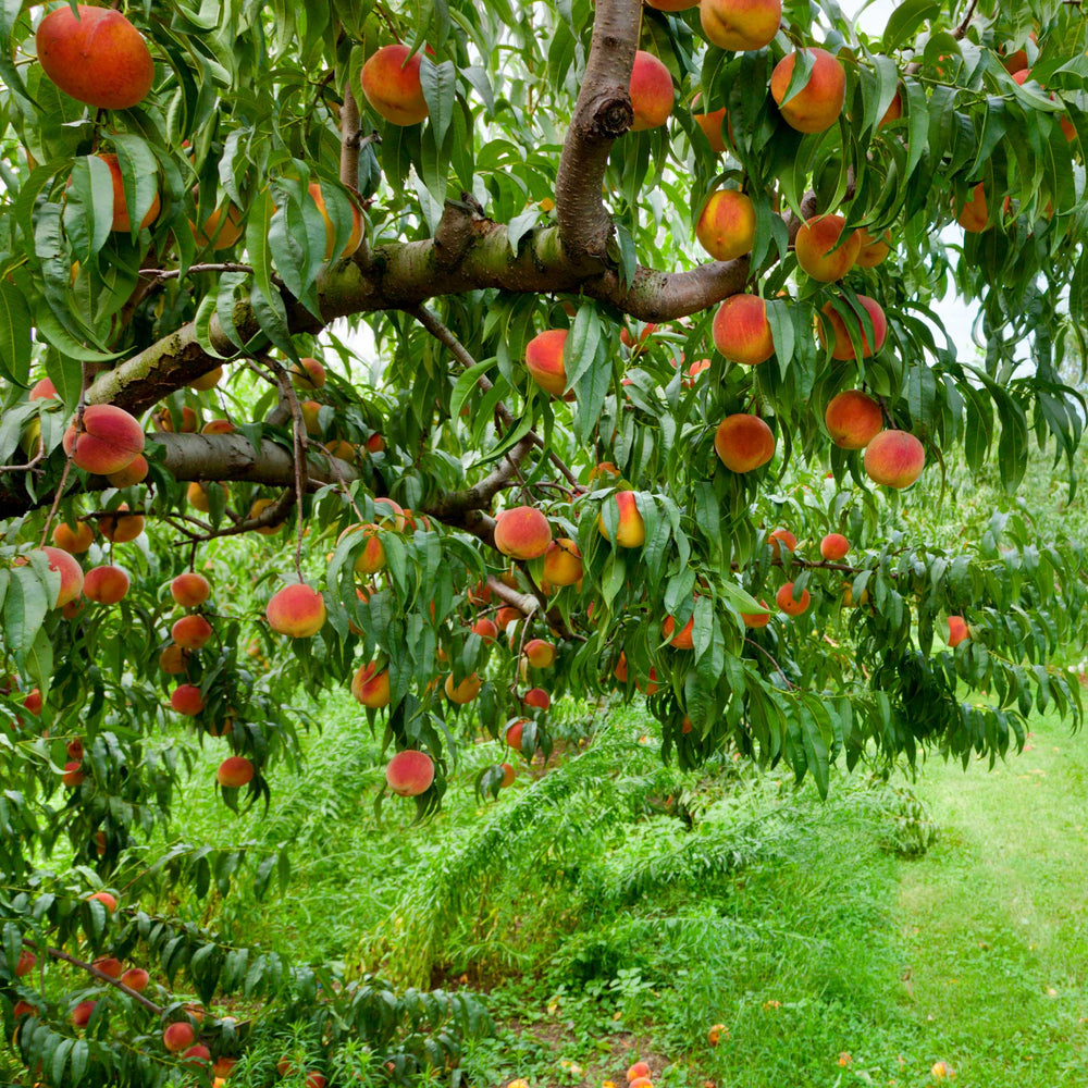 Elberta Peach Tree