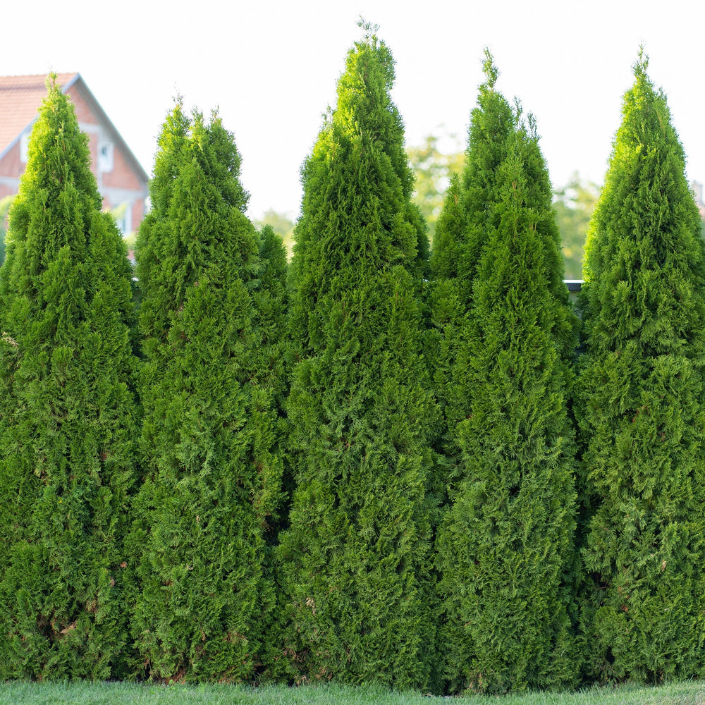 Emerald Green Arborvitae