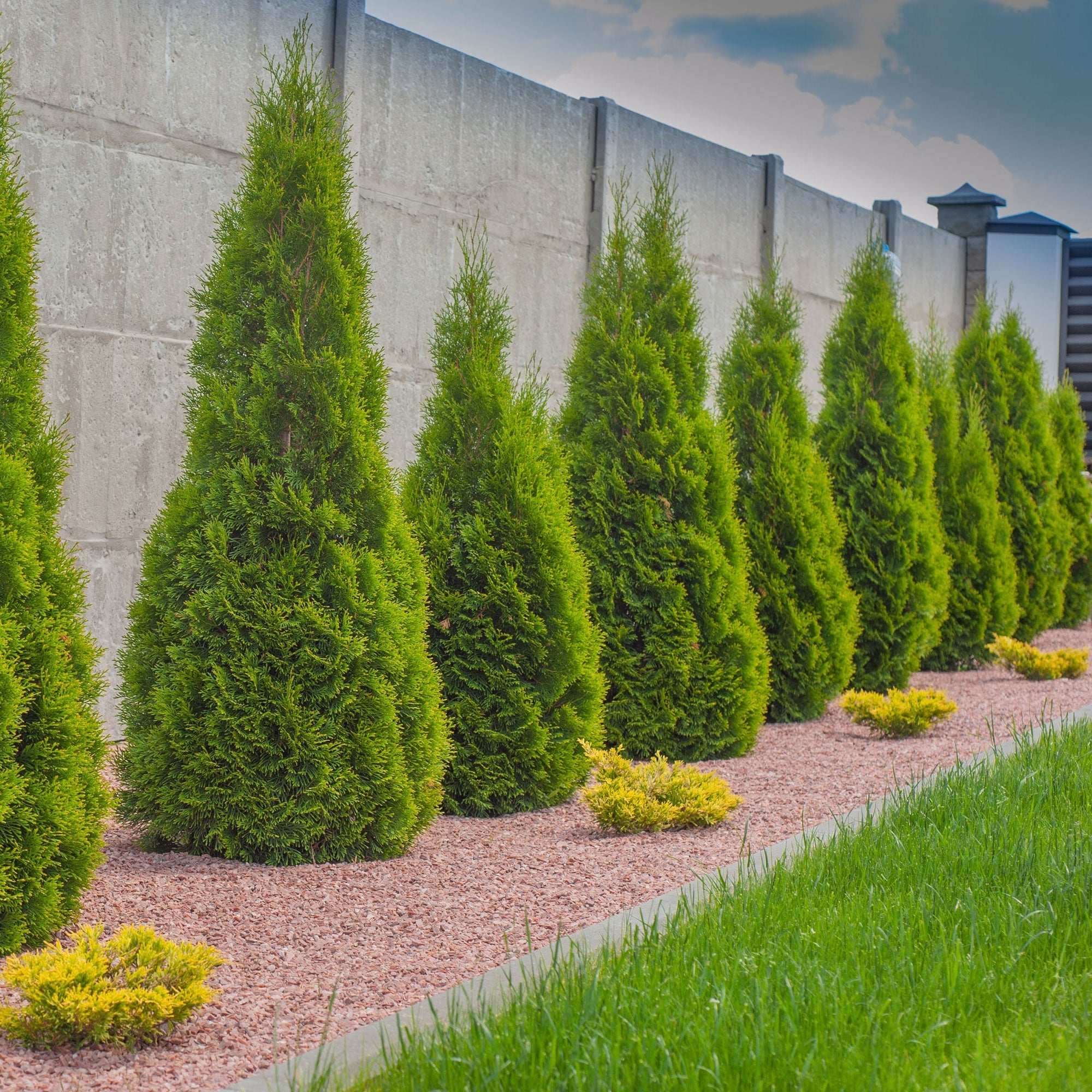 Emerald Green Arborvitae