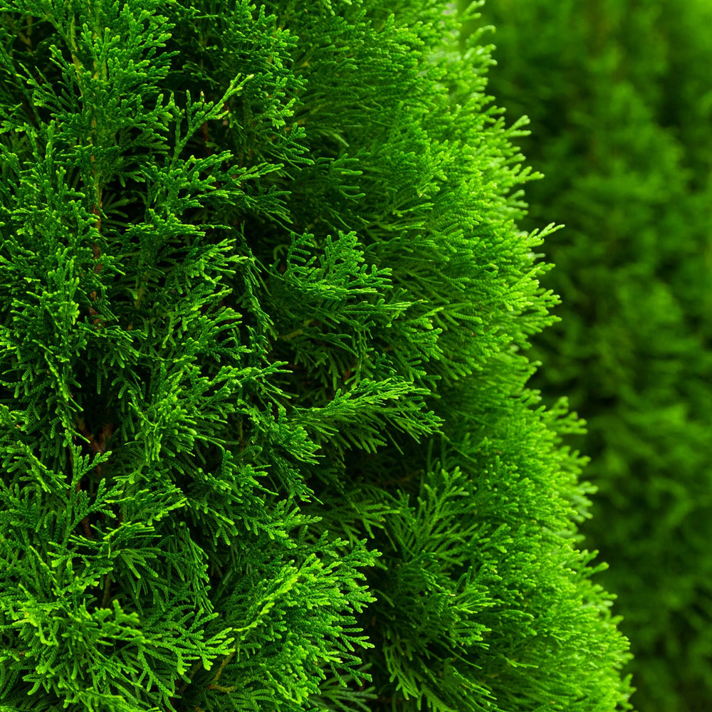 Emerald Green Arborvitae