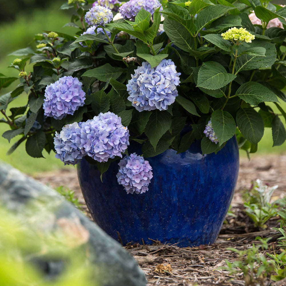 Endless Summer® Hydrangea