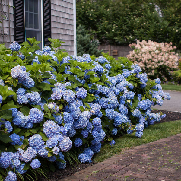 Endless Summer® Hydrangea