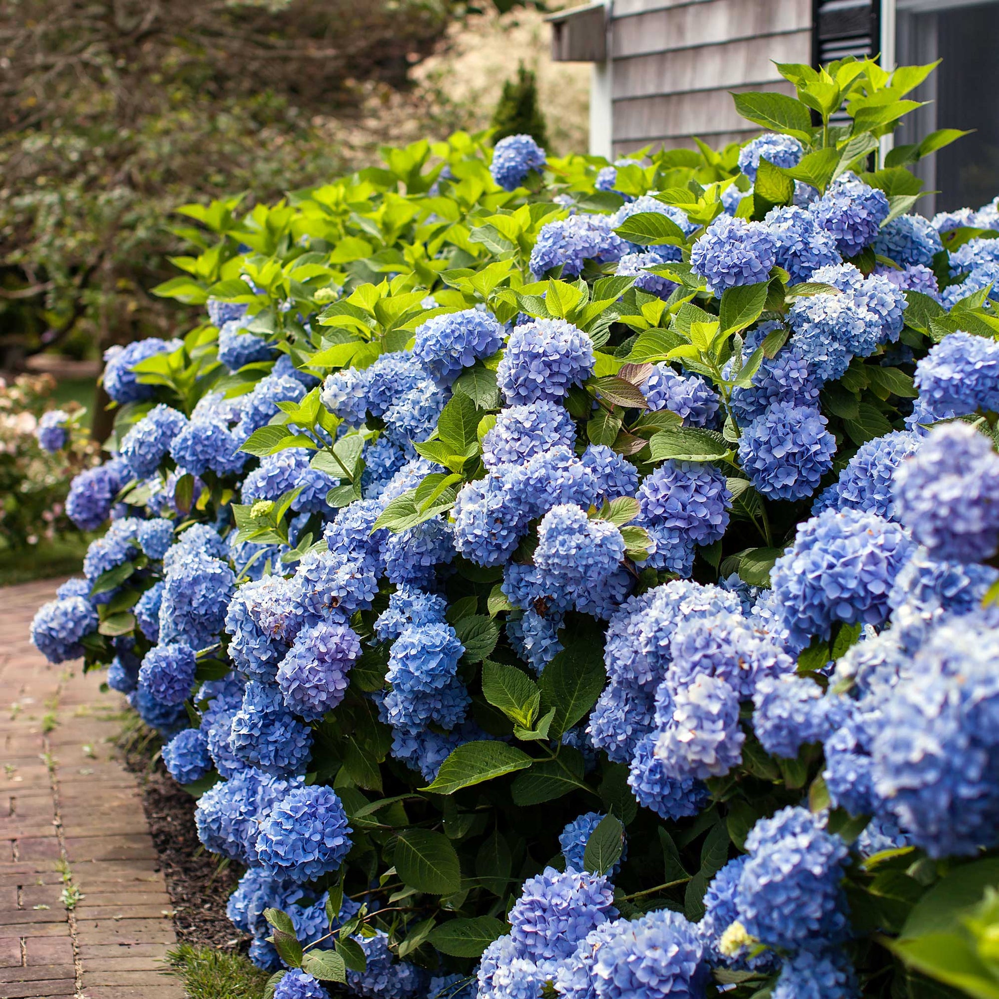 Endless Summer® Hydrangea