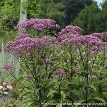 Eupatorium dubium Baby Joe 1G