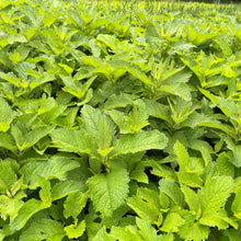 Eupatorium maculatum 1G