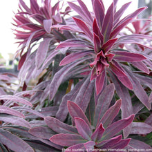 Euphorbia amygdaloides Ruby Glow 1G