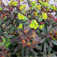 Euphorbia amygdaloides Ruby Glow 1G