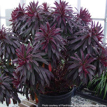 Euphorbia amygdaloides Ruby Glow 1G