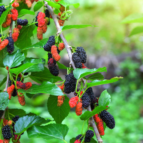 Everbearing Mulberry Tree