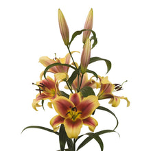 Lilium - Orienpet Lily Flavia: 3 bulbs