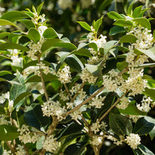 Fragrant Tea Olive Tree