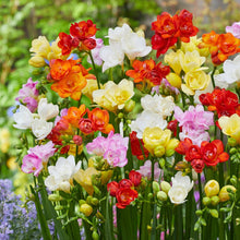 Freesia - Doubles Mix: 15 bulbs