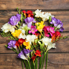 Freesia - Doubles Mix: 15 bulbs