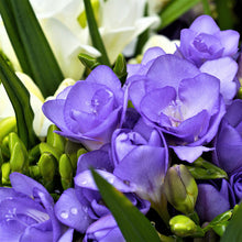 Freesia - Doubles Mix: 15 bulbs