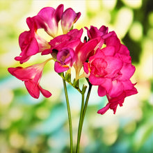 Freesia - Doubles Mix: 15 bulbs