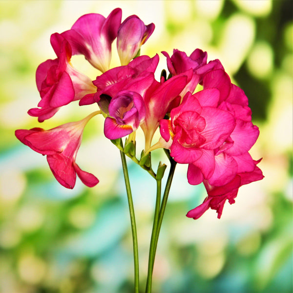 Freesia - Doubles Mix: 15 bulbs