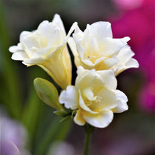 Freesia - Doubles Mix: 15 bulbs