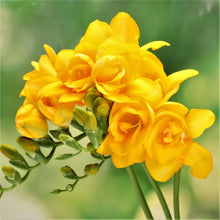 Freesia - Doubles Mix: 15 bulbs