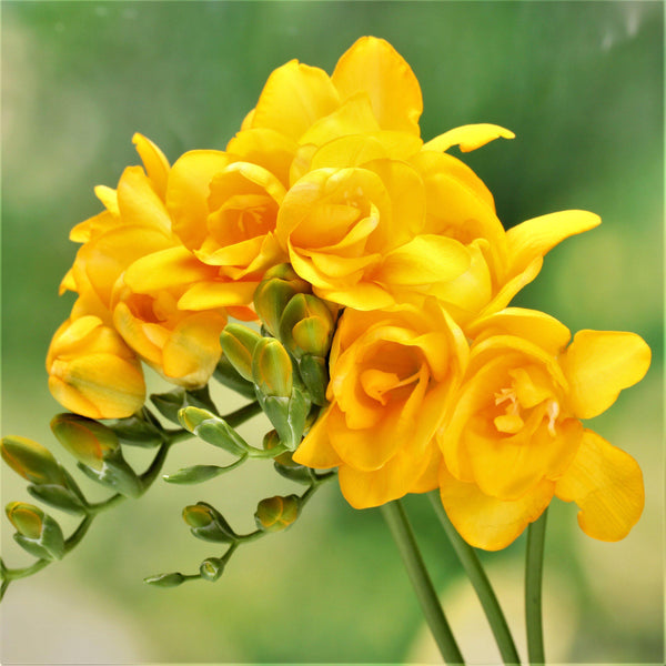 Freesia - Doubles Mix: 15 bulbs