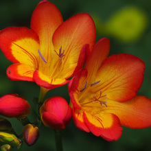 Freesia - Single Bi-Color: 15 bulbs