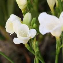 Freesia - Single White: 15 bulbs