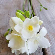 Freesia - Single White: 15 bulbs