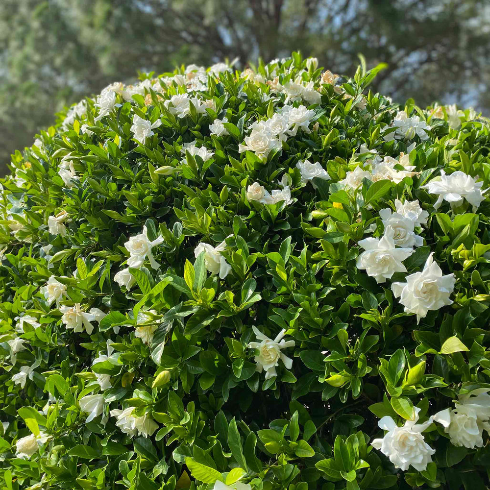 Frost Proof Gardenia