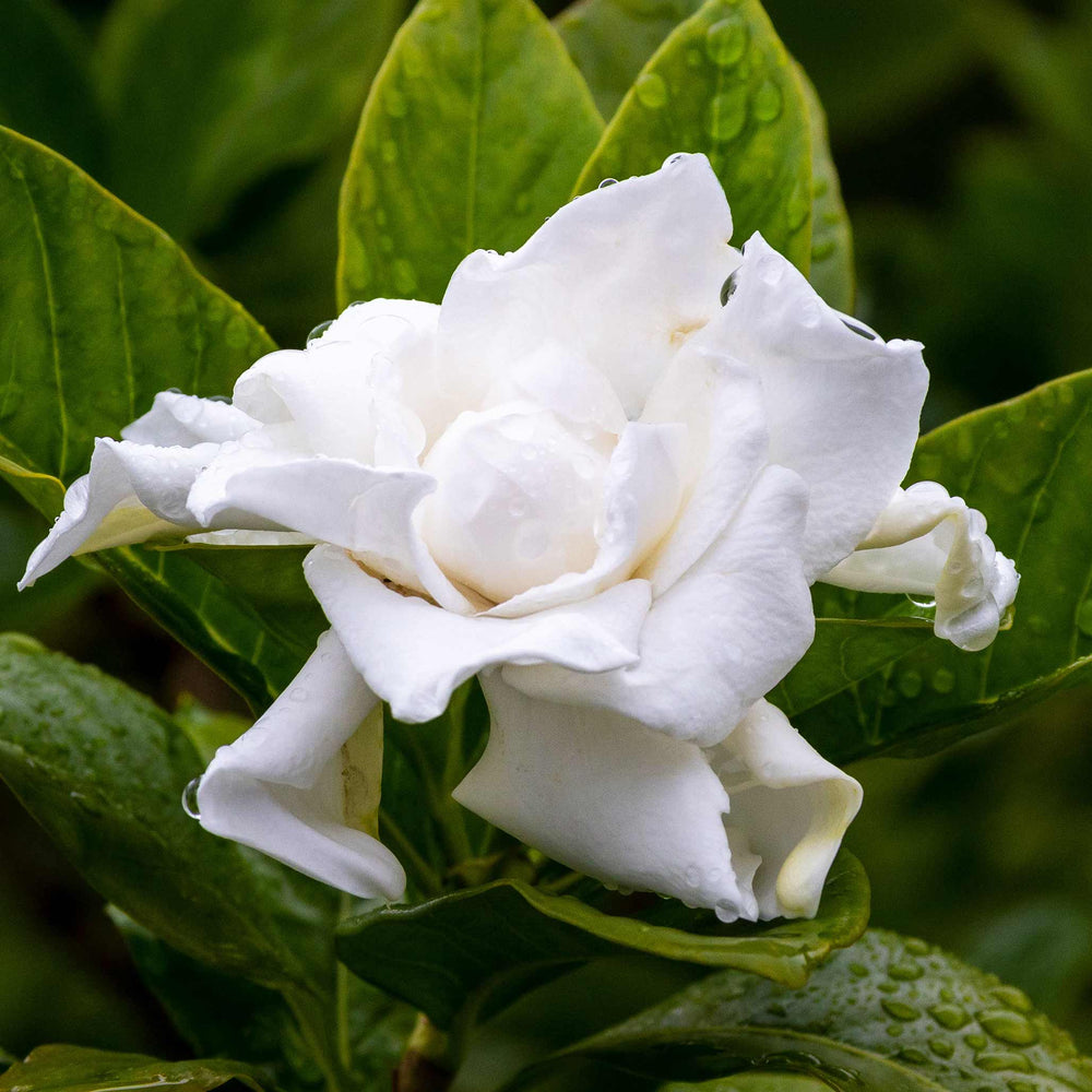 Frost Proof Gardenia