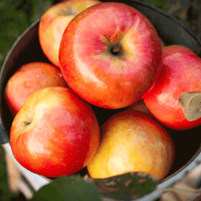 Gala Apple Tree