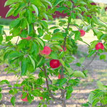 Gala Apple Tree